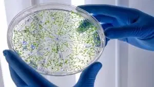 Bacteriologia Clínica