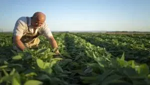 Cadeias Produtivas Do Agronegócio