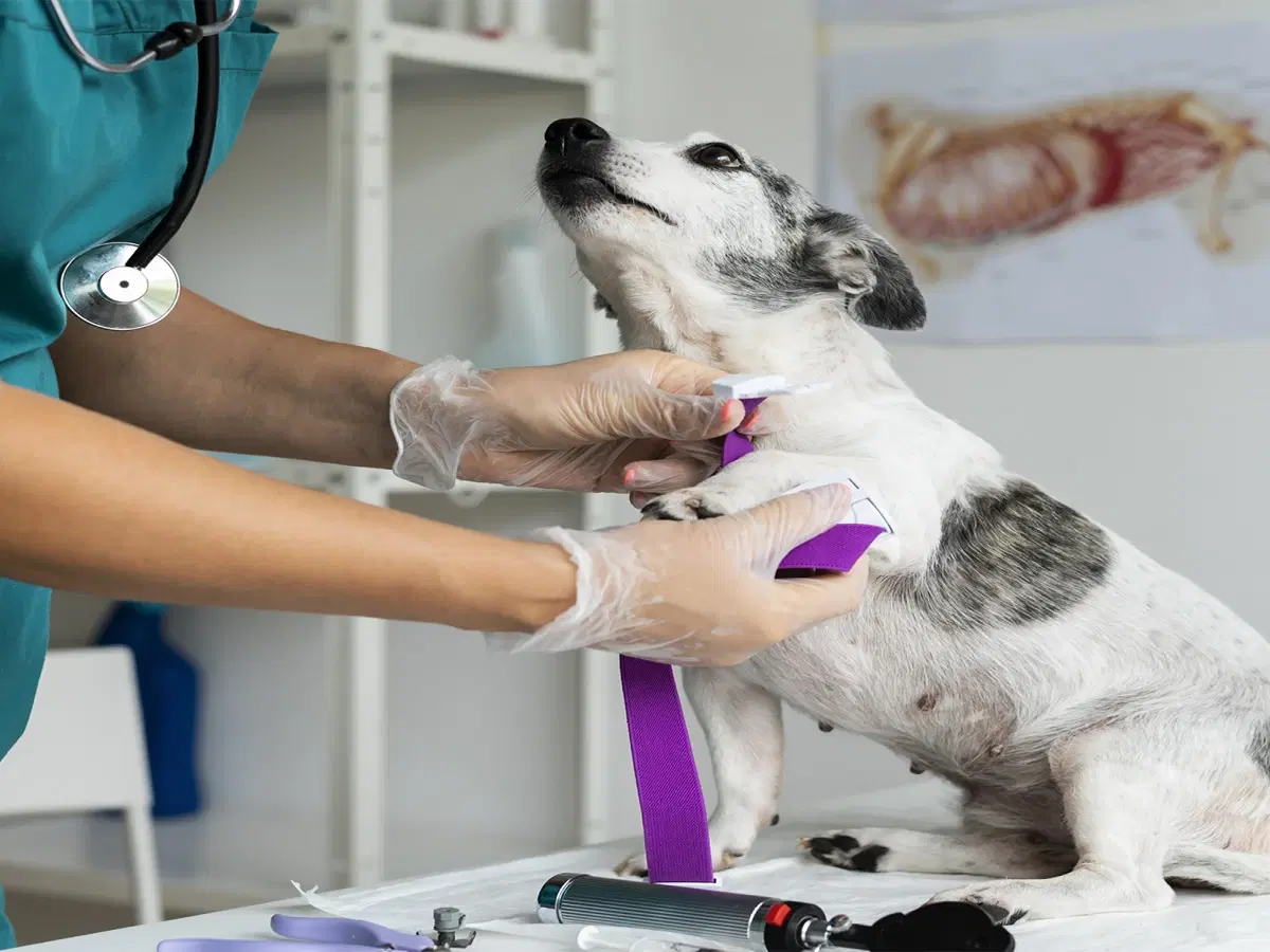 Clínica Médica de Pequenos Animais