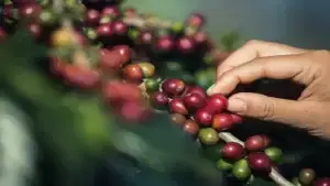 Correção do Solo, Adubação Mineral e Controle de Pragas no Café