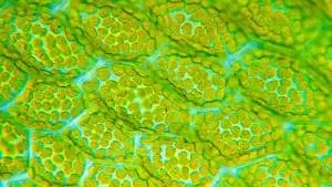 Anatomia e Morfologia Vegetal