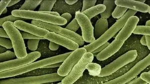 Bacteriologia Clinica