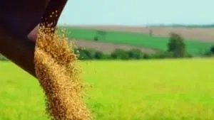 Cadeias Produtivas do Agronegócio