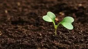 Ciência do Solo e Fertilidade