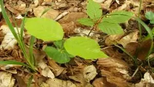 Anatomia e Morfologia Vegetal II
