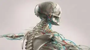 Anatomia aplicada a Enfermagem