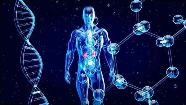 Fisiologia Humana