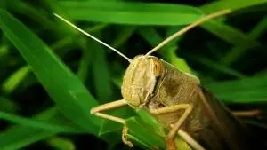 Zoologia e Entomologia Agrícola