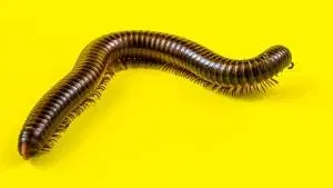 Ensino Médio - Biologia - Zoologia