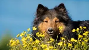 Fitoterapia Aplicada aos Animais