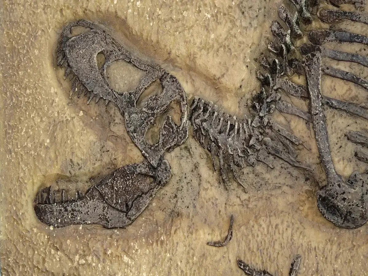 Fundamentos da Biologia Evolutiva, Geologia e Paleontologia