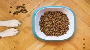 Veterinária e a Nutrição de Pets