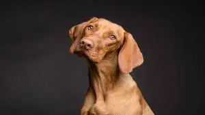 Semiologia Veterinária