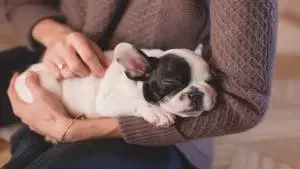 Terapias Alternativas para Pets