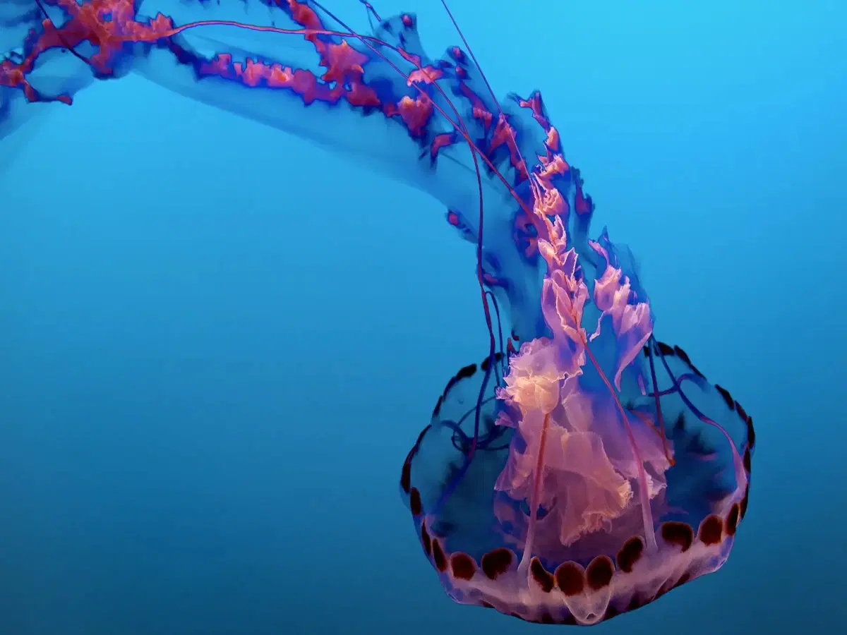 Zoologia de Invertebrados
