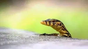 Zoologia